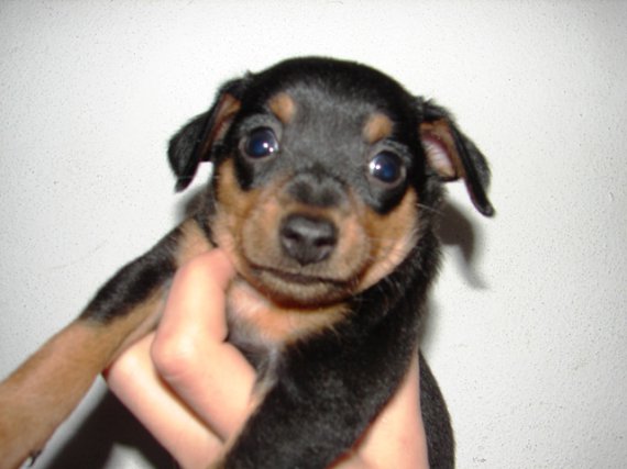 sklopoucho