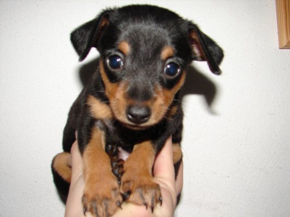 Enzo