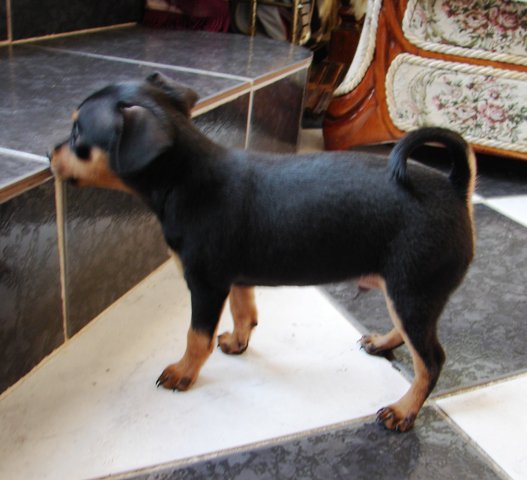 Enzo