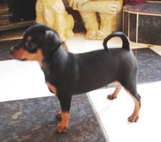 Enzo