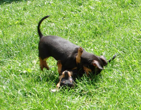bitka