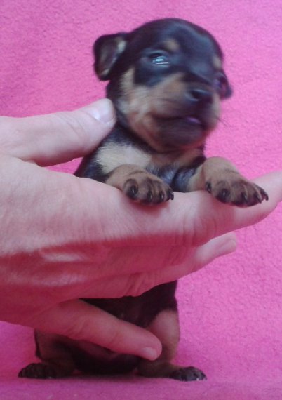 hector2