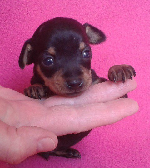 hector4