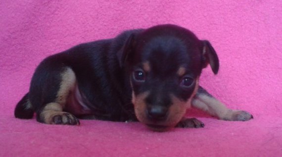 hector5