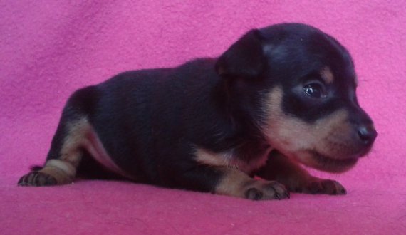 hector6