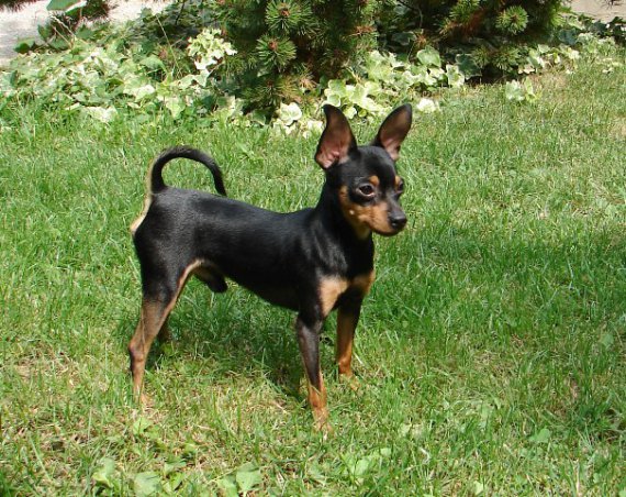 Max