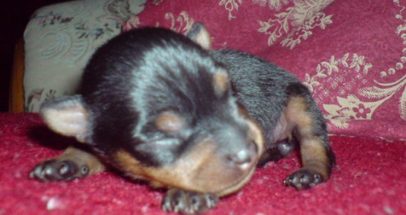 ,,Bubu"