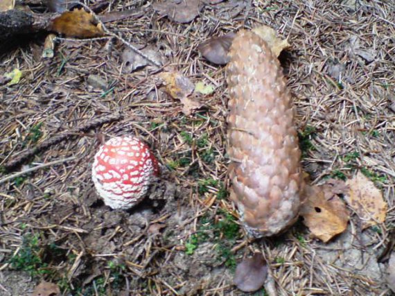 Kraslica ?