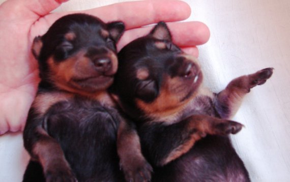 Spinkajúce duo II