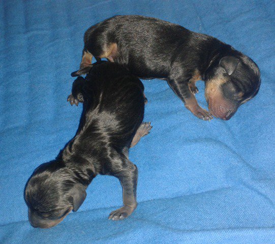 i cau brasko