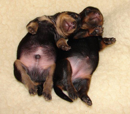 Duo