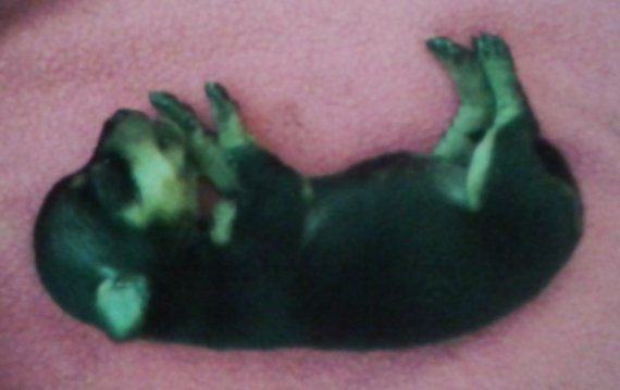 orianne 011