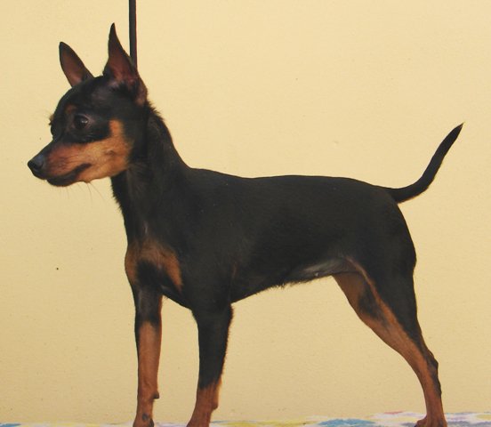 ročná Bibi