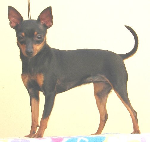 Bibi