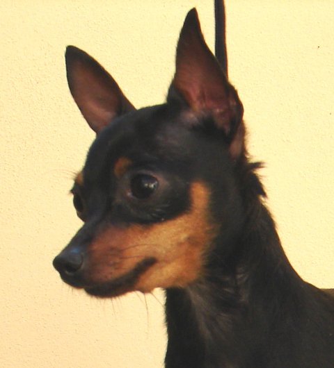 Bianca