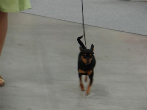 Borka v kroku.
