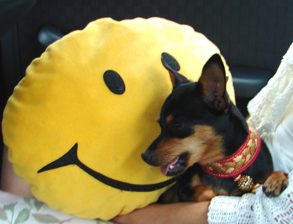Borka-keep smile.