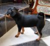 Enzo