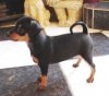 Enzo