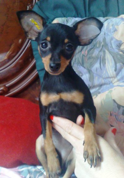 Frederica