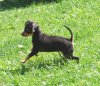 Rikina