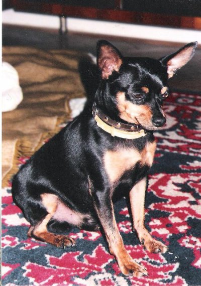 Puwi 