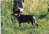 Pes pekného formátu - Puwi z Vyšehradského podhradí
