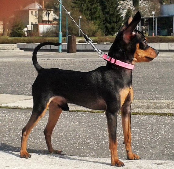 Maxáč
