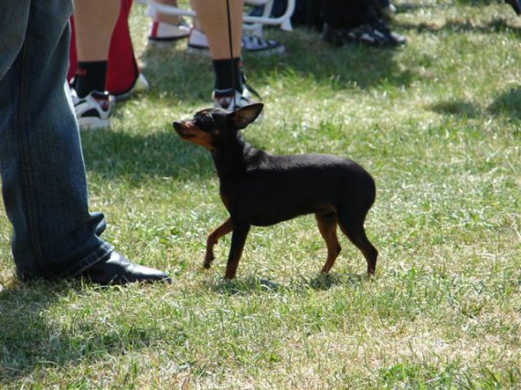 Uršulka.