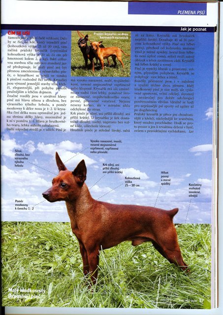 ...a nemeckého trpasličieho pinča.