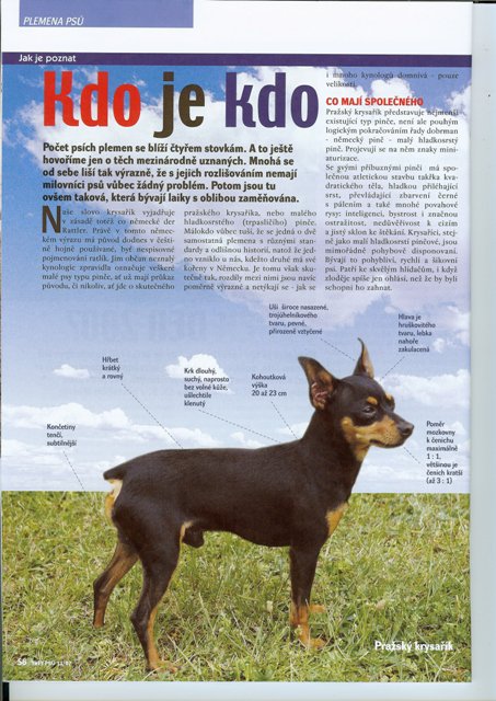 Charakteristika pražského krysaříka...