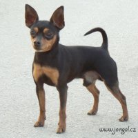 bastienmedailoneknovy