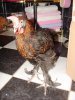 dsc06249