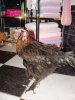 dsc06250