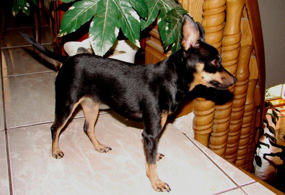 Frída.