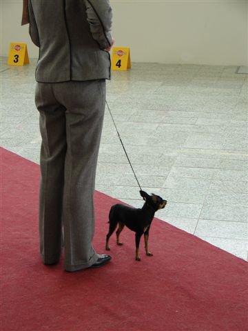 NVP-Nely-hlavy predvádzajúcich sú nepodstatné,odpustí aj majiteľ Barunky a ostatní...).