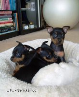 1279367116f-senicka-noc