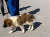 Moskovský strážny pes v malom