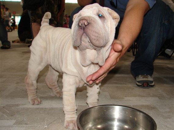 Shar-pei-ík.