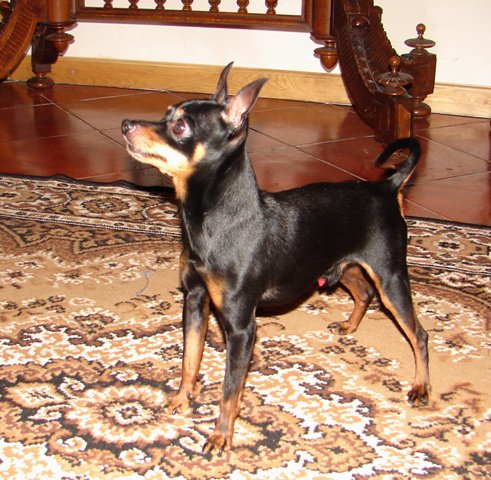 Milovník.