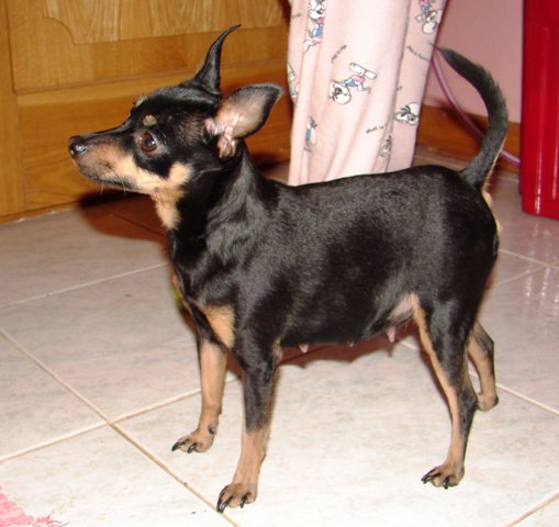 Nely pred pôrodom