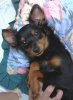 Bonnie a lá ,,Max 