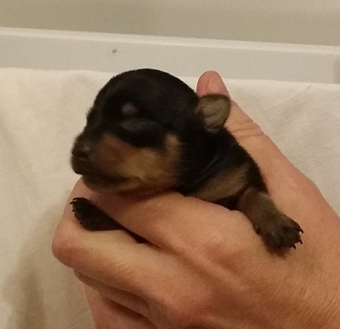 Charlie, neriadená strela