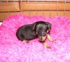 Frederica