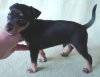 Rex II