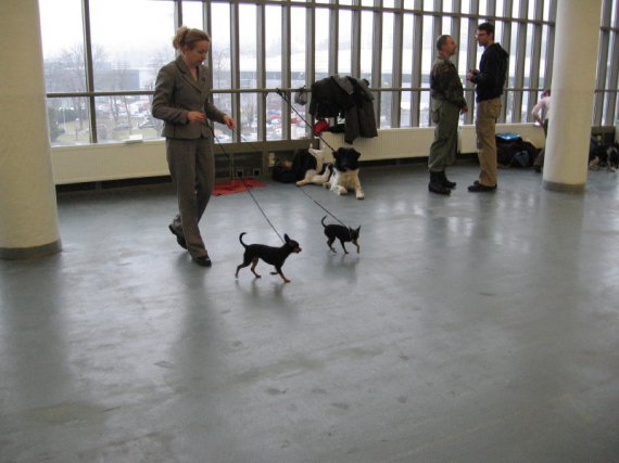 Čakanie na predvedenie/ foto prevzaté/, Brno,11.02.2007.